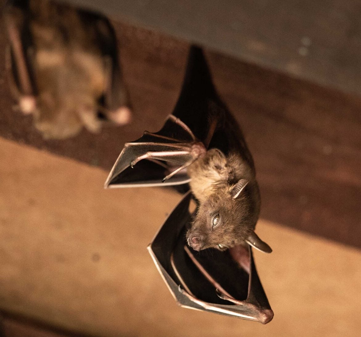 Wildlife-Bats in Fredericksburg